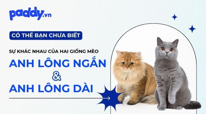 So sánh giá mèo Anh với các giống phổ biến khác như mèo Ba Tư.